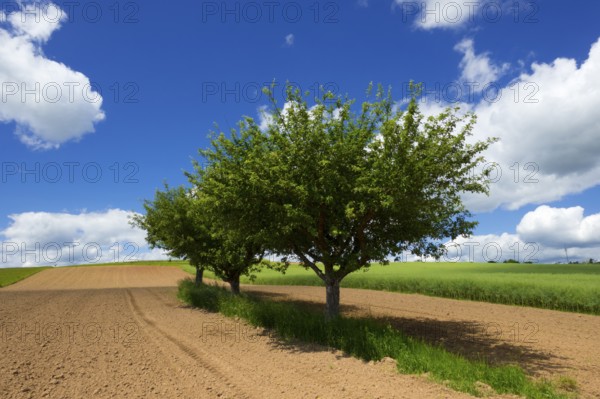 Fruit trees in the field, blue sky, cumulus clouds