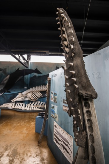 Whale museum at Estancia Harberton, Beagle Channel, Ushuaia, Argentina, South America