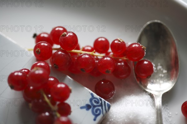 Red currant, (Ribes rubrum) or garden currant, Red currant with sugar, Redcurrant, gooseberry
