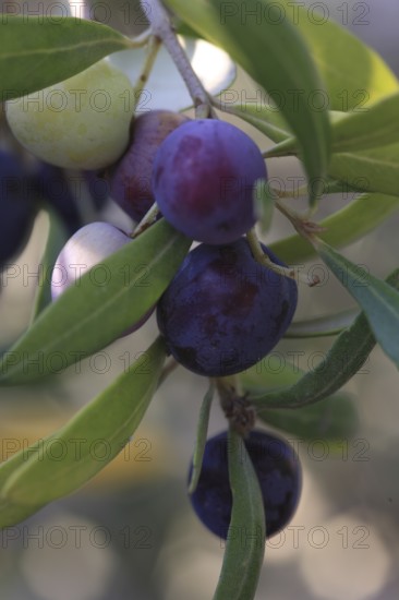 Olive branch, olive-tree, olive-branch, shady, shady, fruity