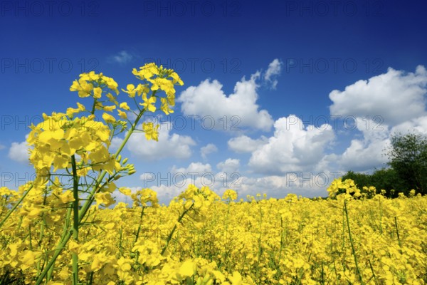 Rape field, trees, rape, summer, blue sky, cumulus clouds, landscape, blooms, blooming, rape