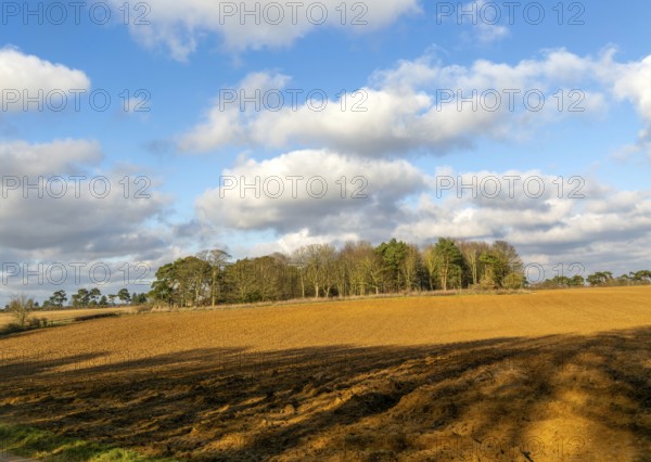 Sunny winter landscape cumulus clouds blue sky, copse of trees and ploughed field, Ramsholt,