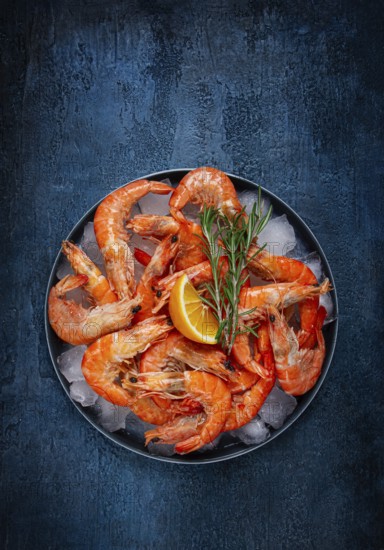 Freshly frozen shrimp on ice, with lemon and rosemary, on a dark blue table, top view, no people