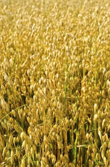 Harvest time