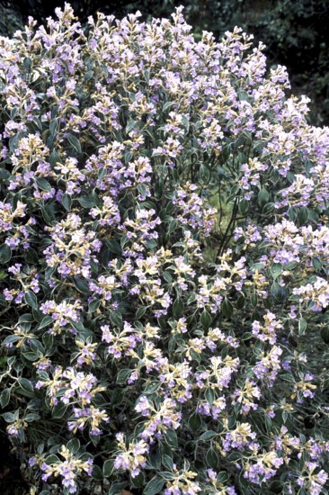 Kurunji flowers strobilanthes lanatus nees acanthaceae flowering in Mukurthi national park, Ooty,