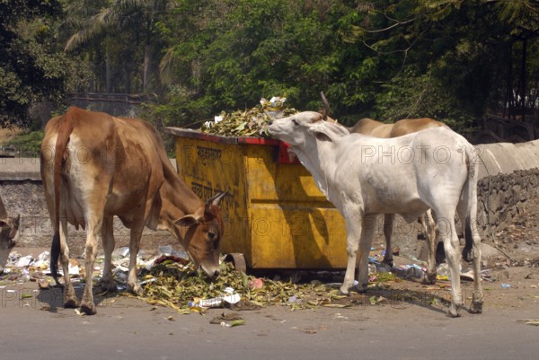 Cows eating garbage at foot of Parvati Pune, Maharashtra, India, Asia