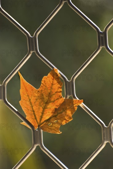 Maple leaf dried and withered in autumn and trapped in window grill