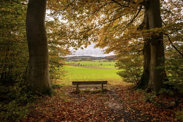 Idyllic resting place with a wooden bench under trees with autumnal foliage, wide view of fields in