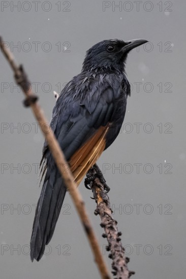 Red-winged Starling (Onychognathus morio), Qwabi Private Game Reserve, Biosphere Reserve, Limpopo,