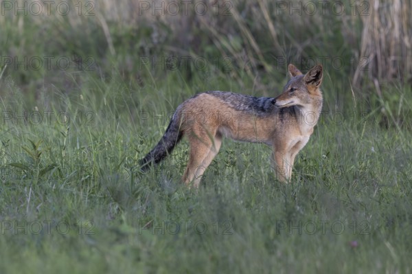 Black-backed jackal (Lupulella mesomelas, synonym: Canis mesomelas), Qwabi Private Game Reserve,