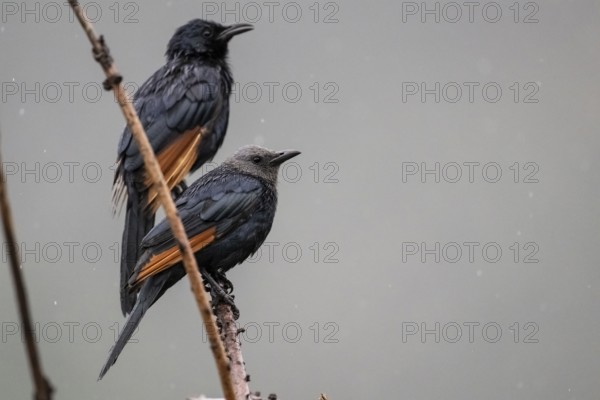 Red-winged Starling (Onychognathus morio) front female, back male, Qwabi Private Game Reserve,