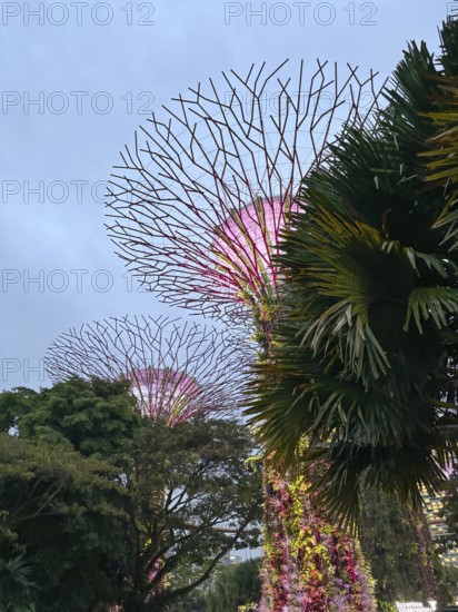 Futuristic supertrees with bright purple in a garden at dusk, singapore