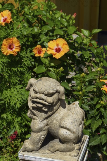 Stone lion statue surrounded by blooming hibiscus flowers in a sunny garden, penang, malaysia