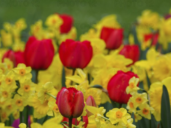 Bright red tulips among yellow daffodils forming a lively floral pattern, Borken, westphalia,