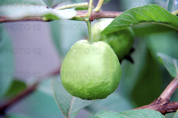 Guava Fruit on Plant