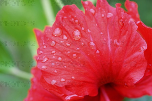 Red hibiscus flower