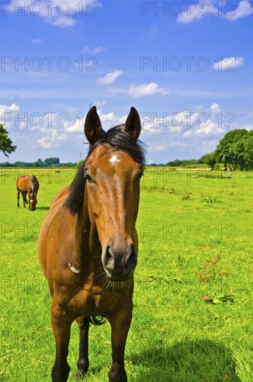 Horse portrait