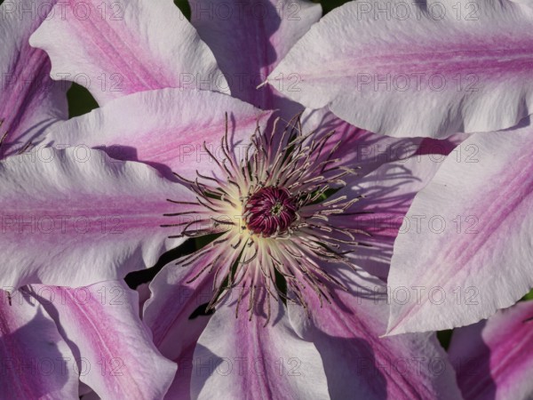 Detailed close-up of a clematis flower, borken, westphalia, münsterland