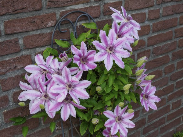 Generous clematis in pink flowering on a trellis in front of a brick wall, borken, westphalia,