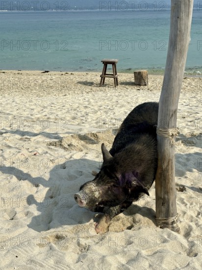 A pig resting next to a wooden pole on the beach overlooking the sea, koh samui, thailand