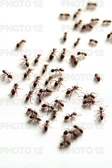 Captured in a studio setting, a multitude of ants traverse a bright, white surface. This high-angle