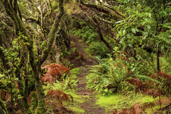 Winding forest path surrounded by green nature, ferns and moss-covered laurel trees, Madeira,