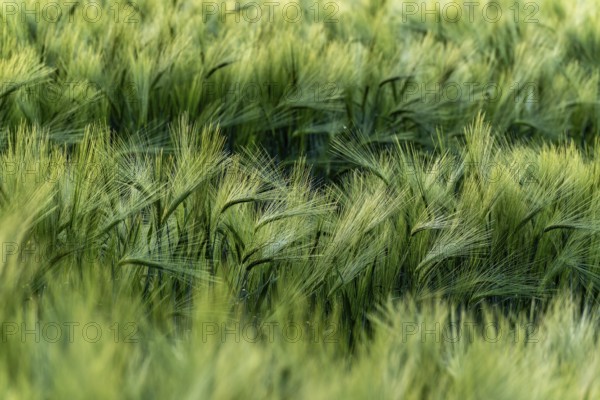 Green grain field (barley, Hordeum vulgare) with ears gently swaying in the wind, full-format,
