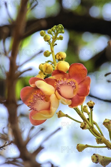 Cannon ball couroupita guianensis known nagalingam