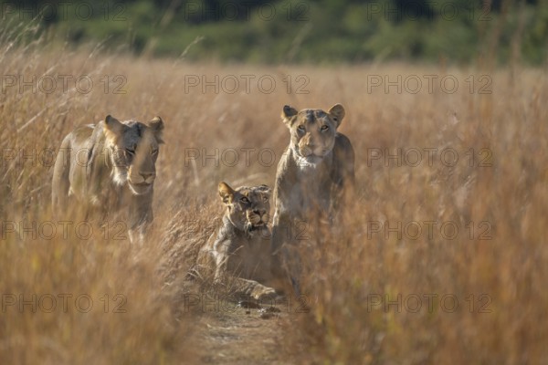 3 Lionesses (Pantera leo) standing in a path. Low angle picture of the wild animals looking into