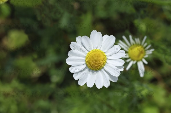 Matricaria chamomilla (Matricaria chamomilla), flowers, medicinal plant, Wilnsdorf North