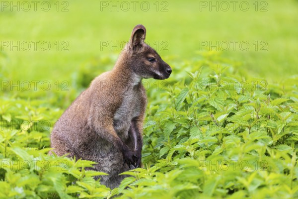 Red-necked wallaby or Bennett's wallaby (Macropus rufogriseus) sits amidst of a field of stinging