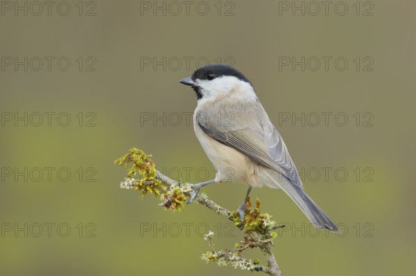 Marsh tit (Parus palustris), sitting on a branch overgrown with lichen, Wildlife, Animals, Birds,