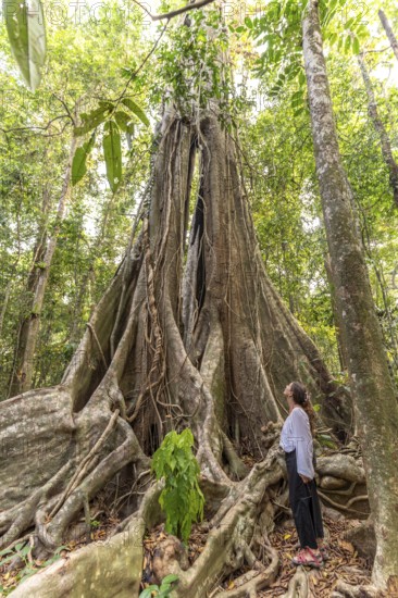 Tourist marvelling at the jungle giant Makayuk, The Old Tree in the jungle of the island of Ko Kut
