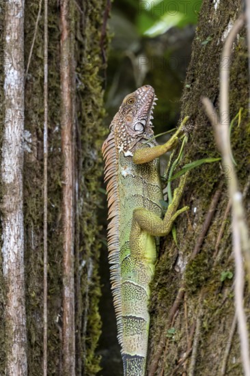 Green iguana (Iguana iguana) on a tree trunk, Osa Peninsula, Puntarena Province, Costa Rica,