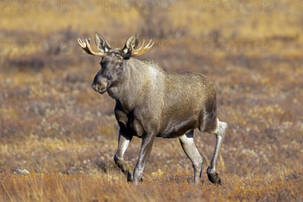 Moose, elk (Alces alces), young bull, male with small antlers foraging on the tundra in autumn,