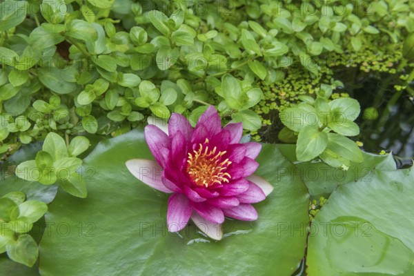 Red water lily (Nymphaea) on green leaves in a pond, duckweed, Baden-Württemberg, Germany, Europe