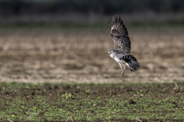 Common buzzard (Buteo buteo), flying, Emsland, Lower Saxony, Germany, Europe