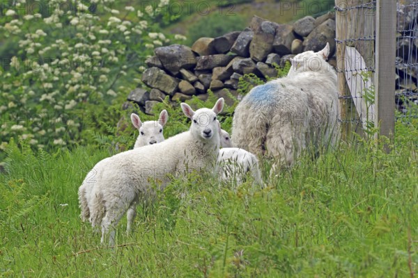Lambs and sheep on a green meadow near a stone wall and a fence, spring atmosphere, Moffat,
