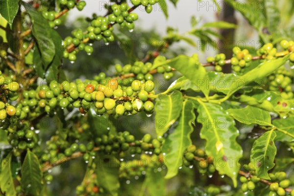 Coffee fruits on the bush (Coffea), Costa Rica, Central America