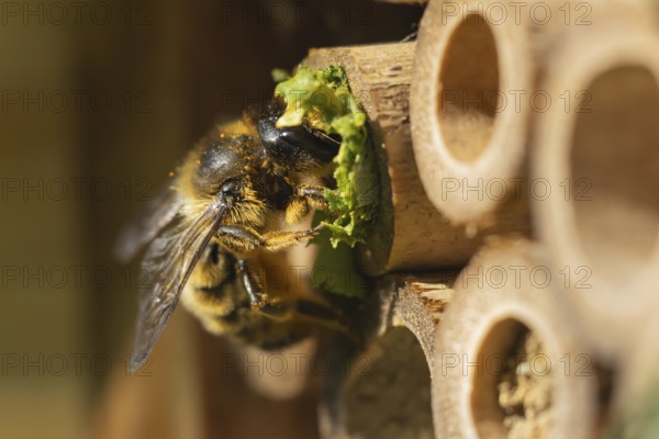 Leafcutter bee (Megachile willughbiella) adult filling a hole in a garden bee hotel with leaves,