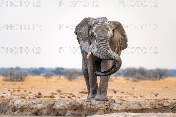 African elephant (Loxodonta africana), adult male, resting trunk over tusk, funny, Nxai Pan