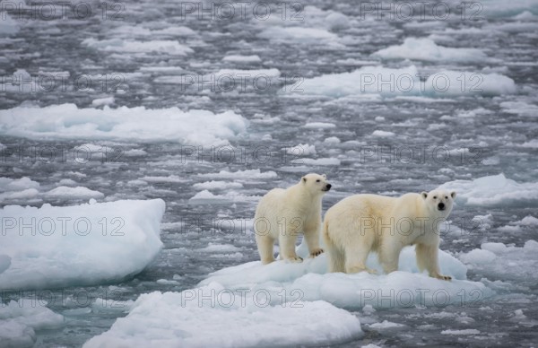 Polar bears (Ursus maritimus) on the pack ice at 82 degrees north, mother with cubs, Svalbard