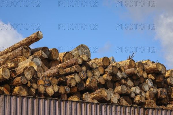 Duisburg, North Rhine-Westphalia, Germany, timber yard, logs stored for export in the Port of
