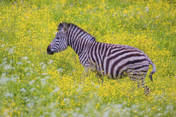 Chapman's zebra (Equus quagga chapmani) grazing on a yellow flowering meadow