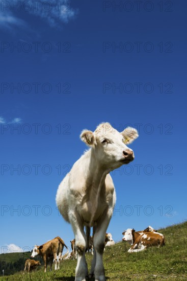 Dairy cows in front of a blue sky, Herzogenhorn, Southern Black Forest, Black Forest, Germany,
