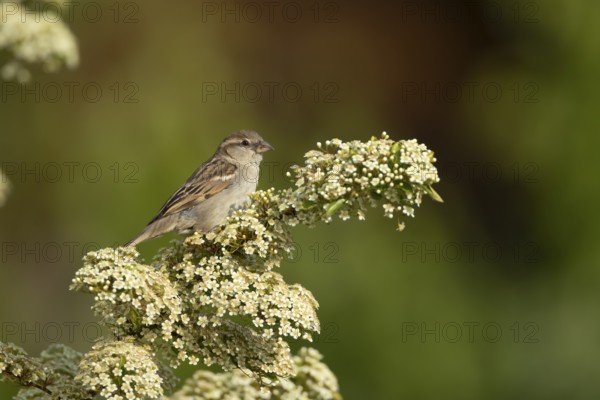 House sparrow (Passer domesticus) adult bird on a garden Pyracantha bush flowering in the summer,