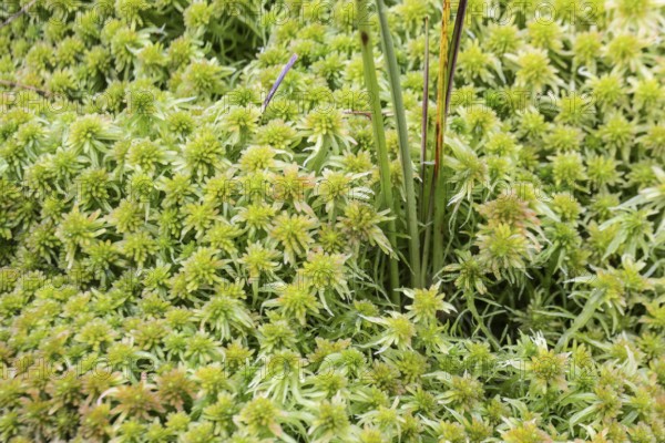 Marsh peat moss (Sphagnum palustre), Province of Drenthe, Netherlands