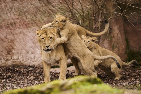 Asiatic lion (Panthera leo persica) female (mother) with her cubs, captive