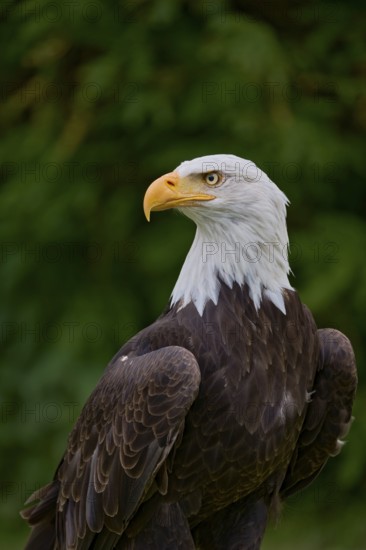 Bald eagle (Haliaeetus leucocephalus) captive, Lower Saxony, Germany, Europe