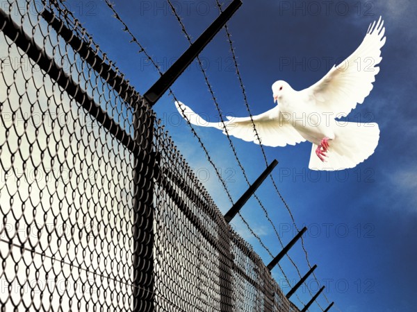 Symbolic image, dove of peace, peoples, international understanding, peace, threat of war, freedom,